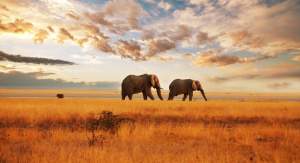 1° giorno, Italia — Nairobi