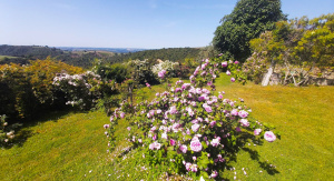 Ducrot Rose Garden | Caselle, Orvieto