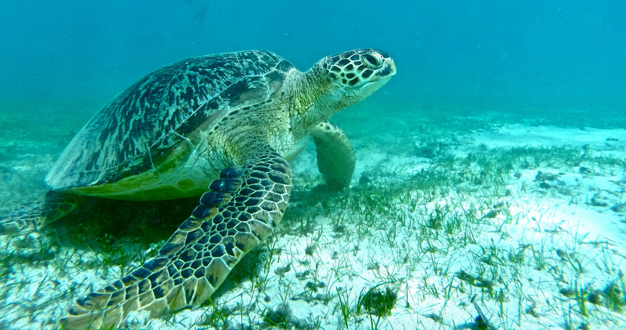 Madagascar Isola Privata: con esperto di biologia marina 