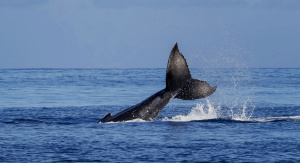 1° giorno, Italia – Nosy Be